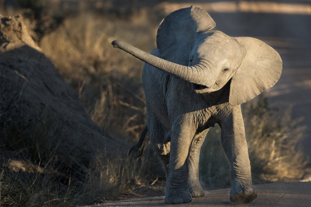 Elli Elefant und die Postkarte | Kurzgeschichte für Kinder